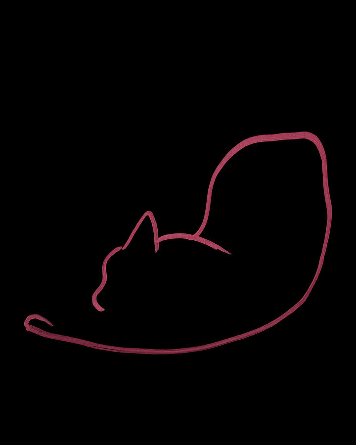 Cat Gesture Sketch I - September 5 2023 Drawing by Katherine Nutt