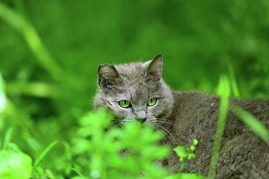 Cat Gone Wild - Feral Cat Photograph by Amazing Action Photo Video