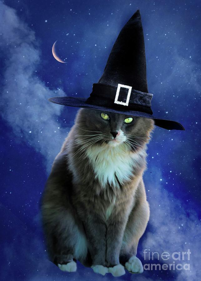 Cat Halloween with Witch Hat and Crescent Moon Photograph by Stephanie Laird