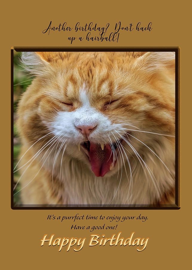 Cat Photograph - Cat Humor Birthday Card by Carol Senske