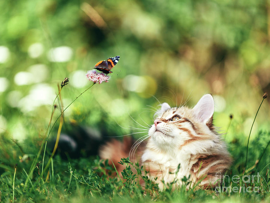 Cat hunting butterfly in grass. Siberian kitten. Photograph by Michal Bednarek