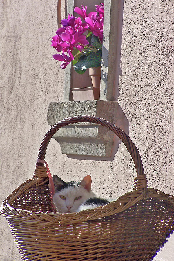Cat In A Basket Photograph by Jennifer Robin
