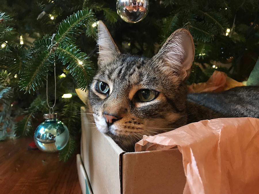 Cat in a Box under a Christmas Tree Photograph by Cyndi Monaghan