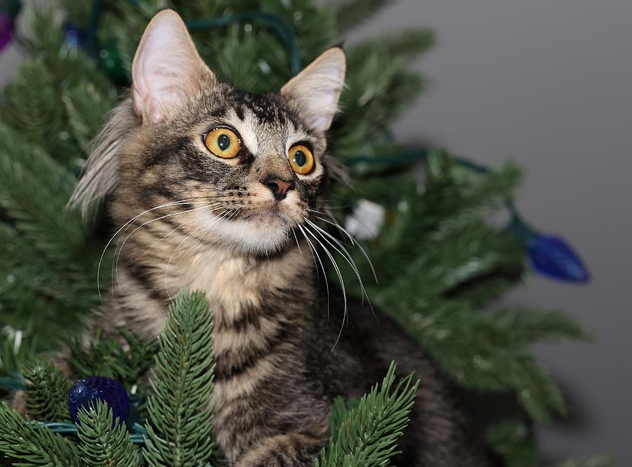 Cat in a Christmas Tree Photograph by Mingming Jiang