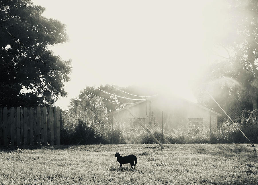 Cat in a field Photograph by Luz Resto Cat in a field Photograph by Luz Resto
