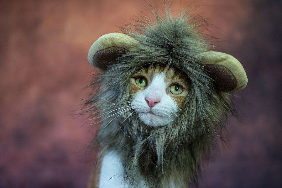 Cat in a lion costume Photograph by Image by cuppyuppycake