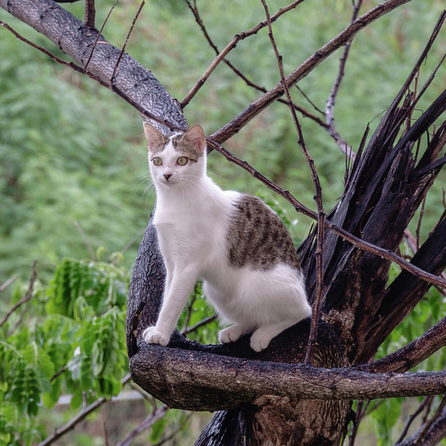 Cat in a Tree Photograph by Andrew Wilson