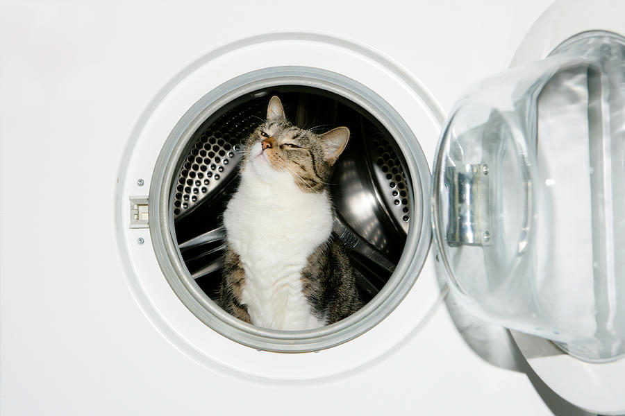 Cat in a washing machine Photograph by Image Source