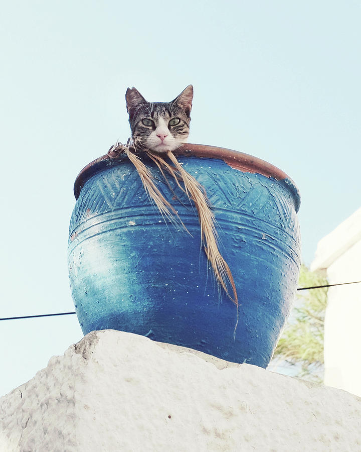 Cat in Blue Pot Photograph by Lupen Grainne