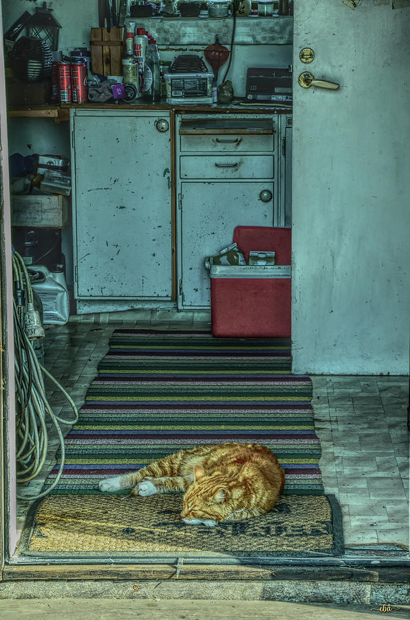 Cat in Fishermans Cabin Photograph by Elaine Berger