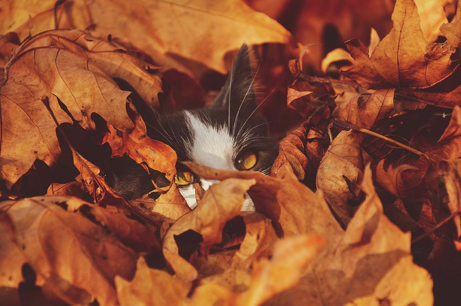 Cat in Leaves Photograph by Vanessa Manns - Fine Art America