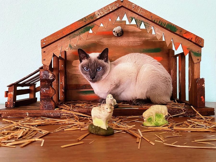 Cat in Manger Photograph by Sally Weigand