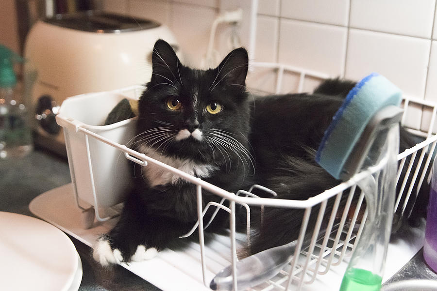Cat in odd place resting in dish drainer rack. Photograph by Martinedoucet