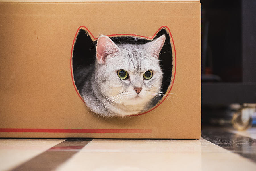 Cat in paper box Photograph by Waitforlight