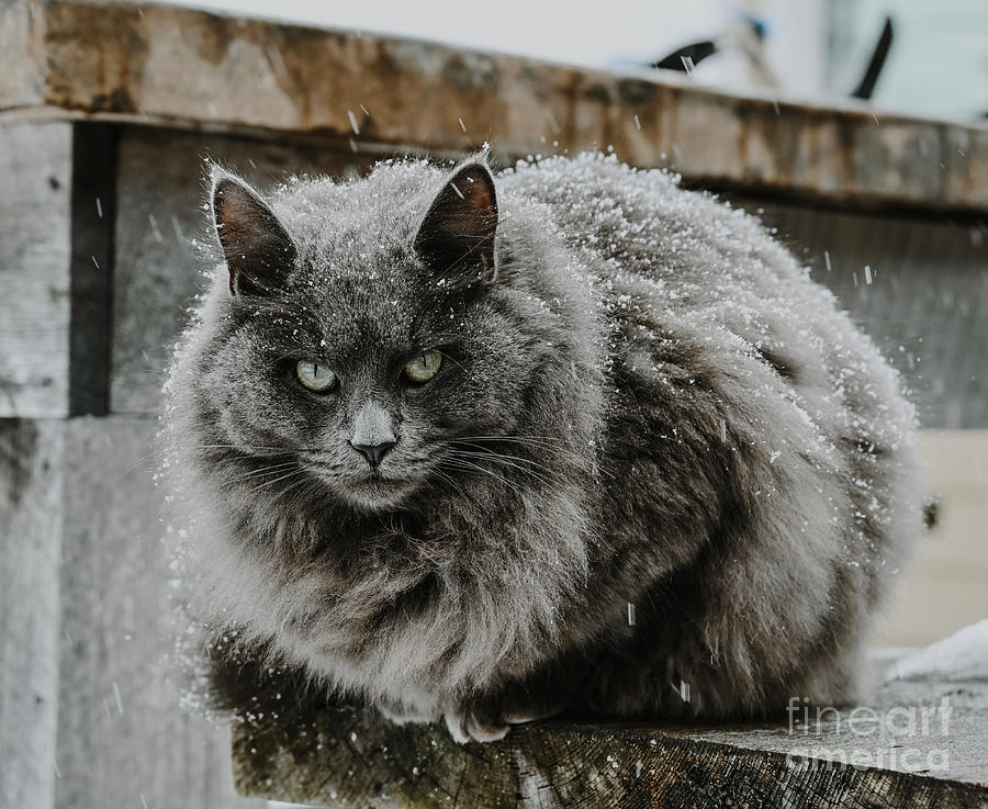 Cat in Snow Photograph by Laura Honaker