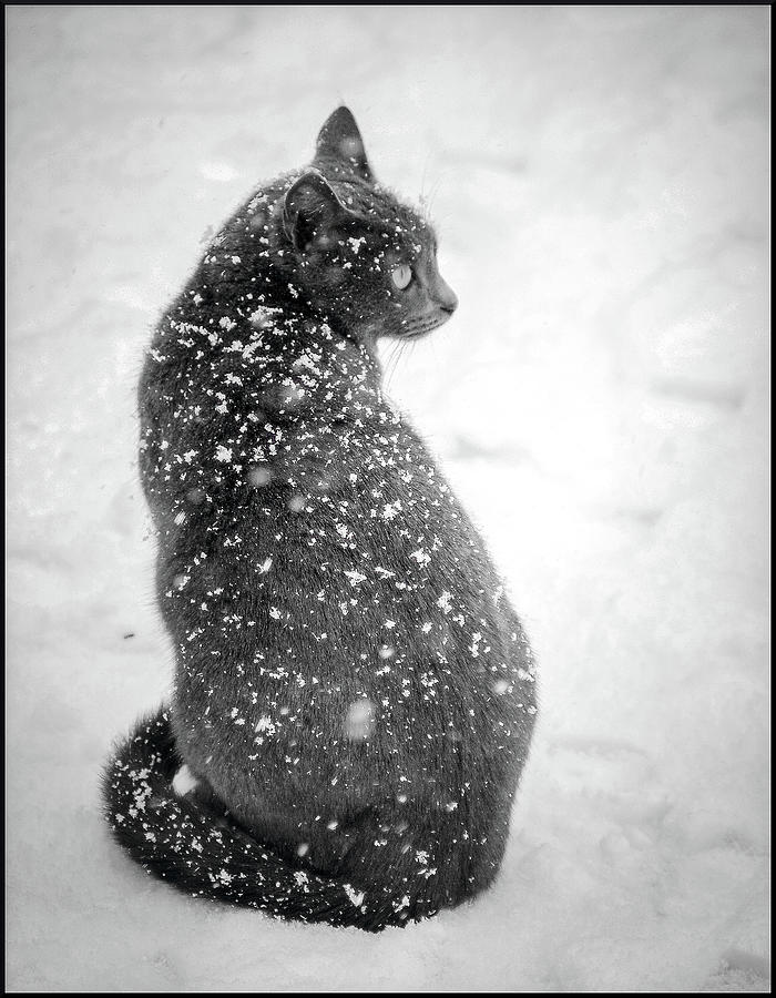 Cat in Snowfall Photograph by Jarmo Honkanen