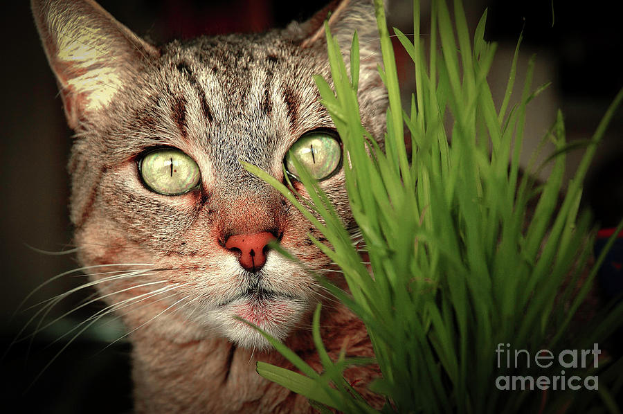 Cat Photograph - Cat in the Grass by Micah May