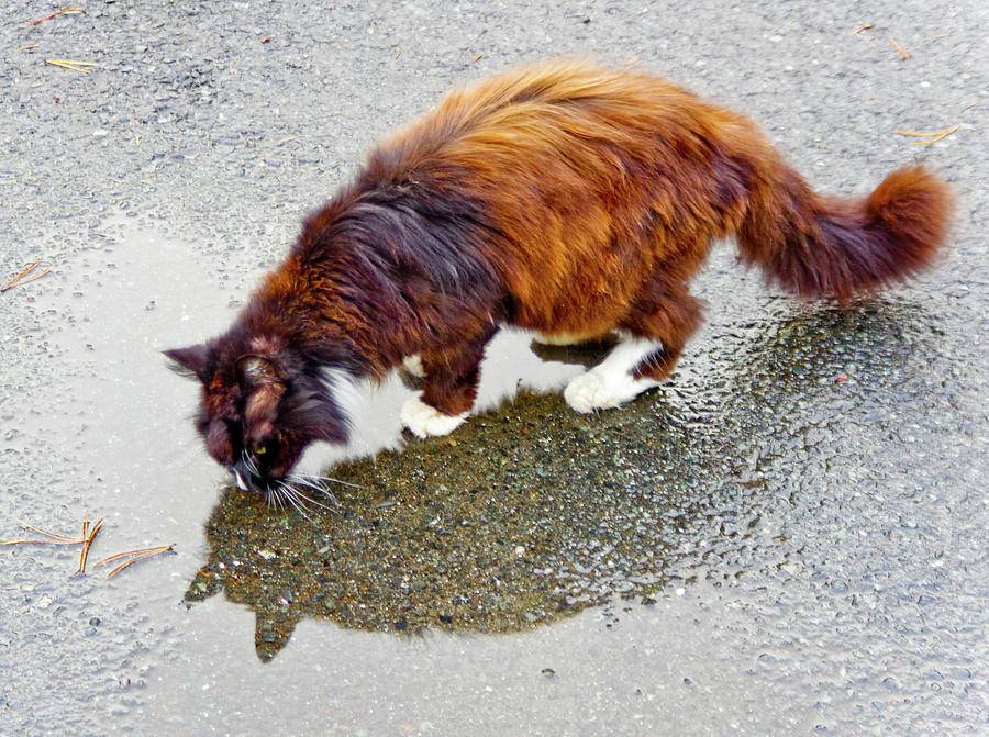 Cat in the Puddle Photograph by Adria Trail