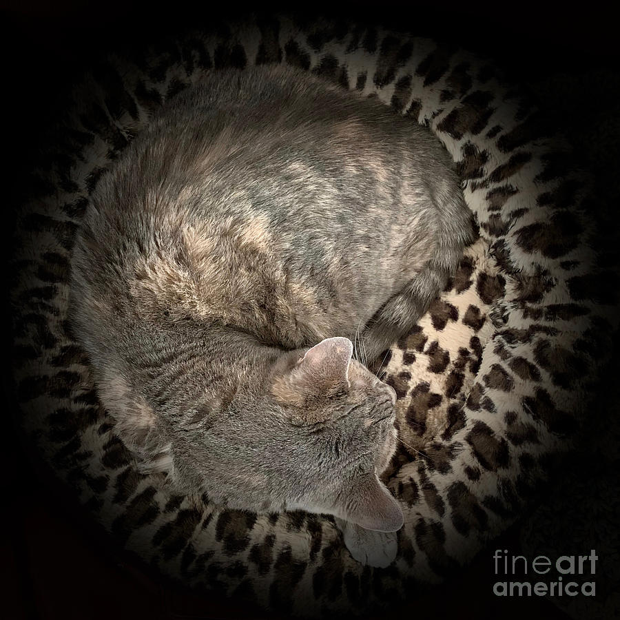 Cat in the Round Photograph by AnnaJo Vahle