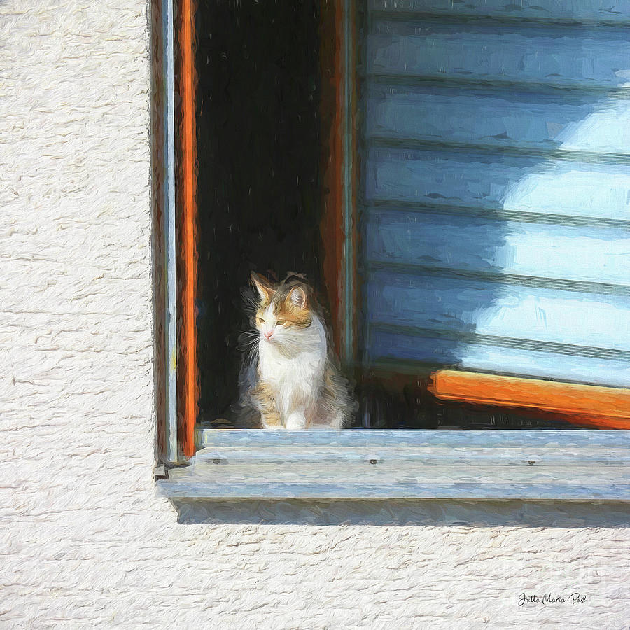 Cat in the Window Photograph by Jutta Maria Pusl