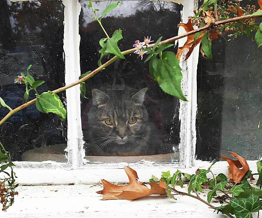 Cat in Window Photograph by Bill Cain