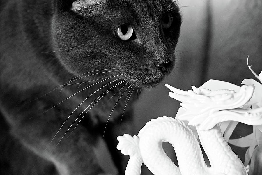 Cat Investigates Dragon Sculpture - Black and White Photograph by Katherine Nutt