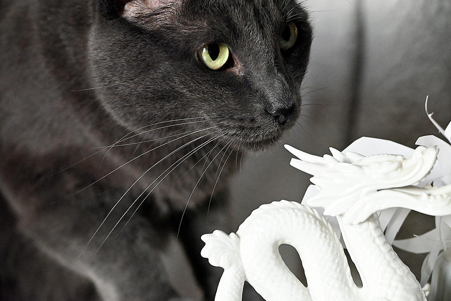 Cat Investigates Dragon Sculpture Photograph by Katherine Nutt