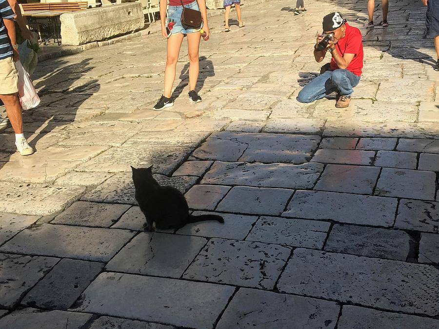 Cat is the star by Andrea Cat is the star by Andrea