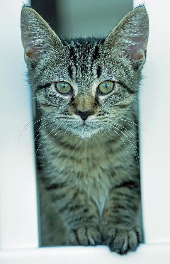 Cat Photograph by Jamie Pattison