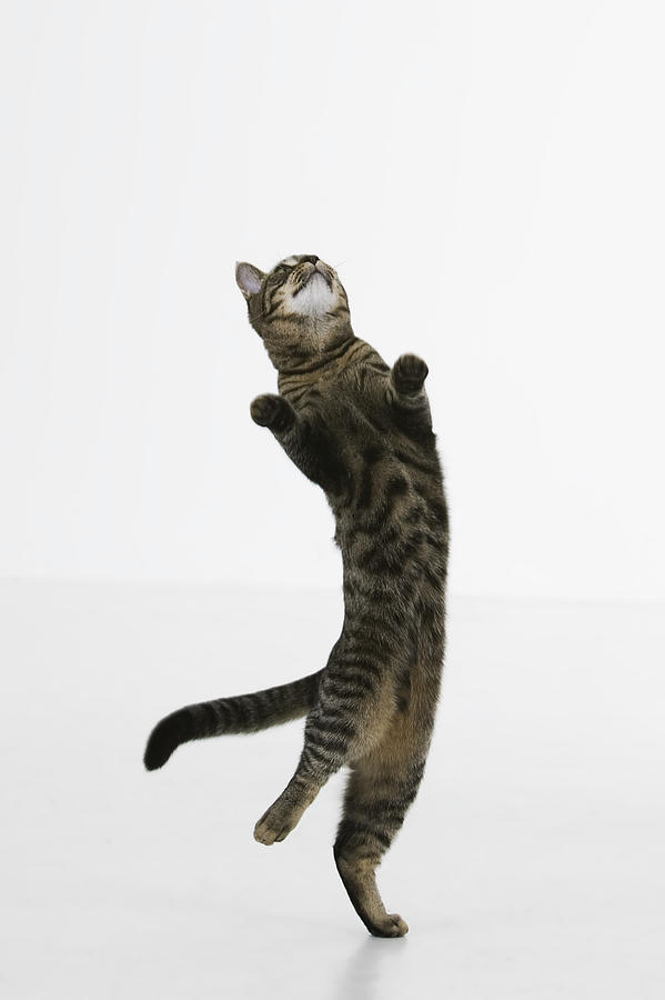 Cat jumping Photograph by Comstock Images