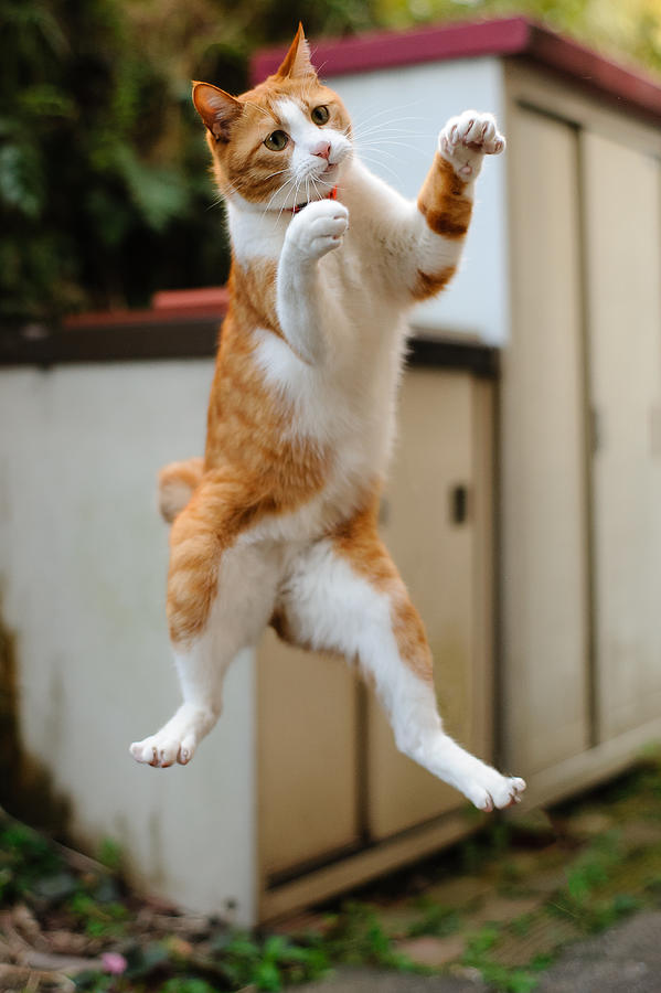 Cat jumping in midair Photograph by Akimasa Harada