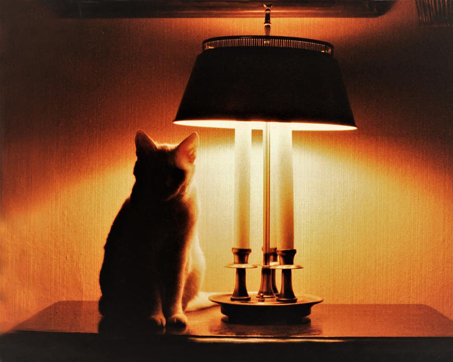 Cat Lamp Photograph by John Linnemeyer