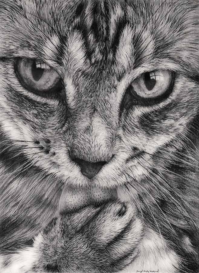 Cat licking paw Drawing by Bengt Andre Kolsrud - Fine Art America