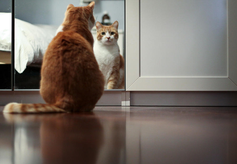 Cat looking in mirror Photograph by Ilarialucianiphotos