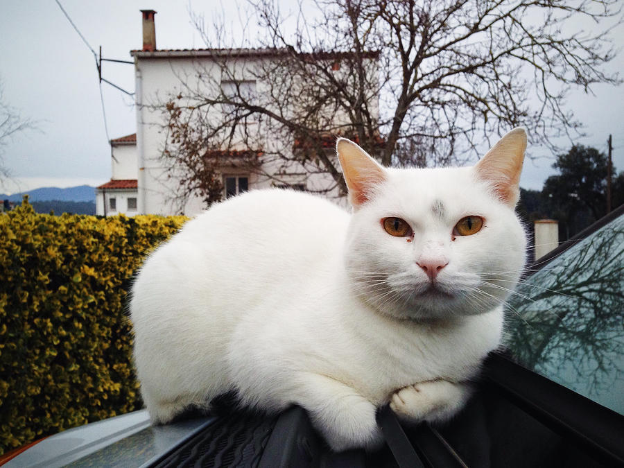 Cat lying on a car hood Photograph by Gerard Puigmal