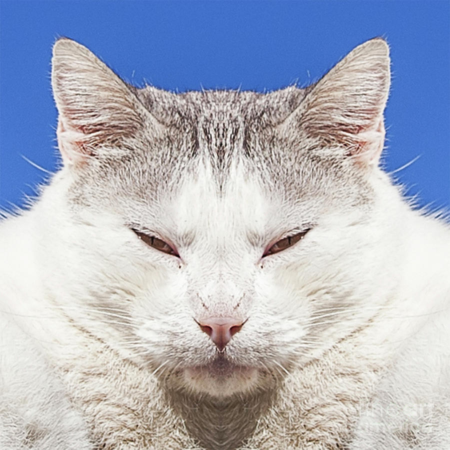 Cat Mask Photograph