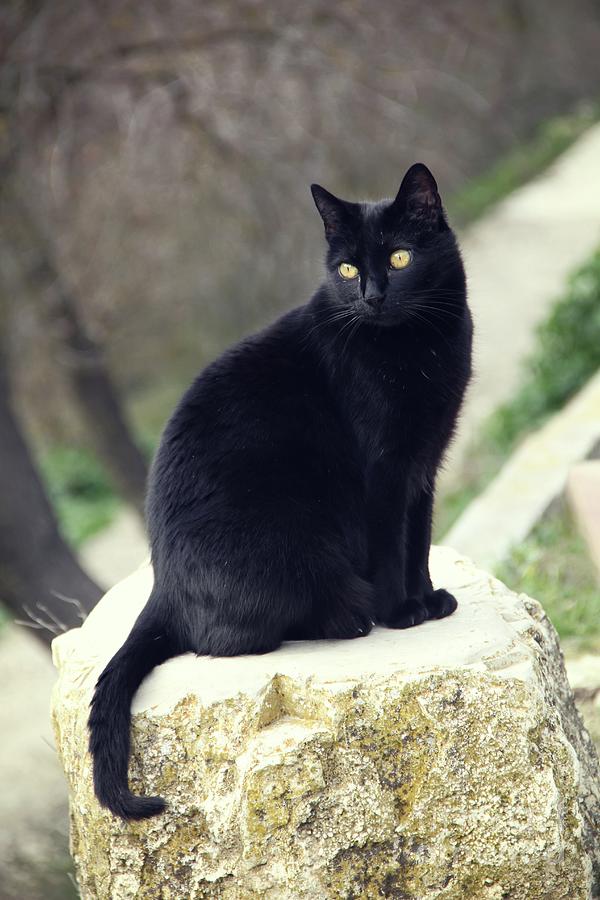 Cat named Black Cat Photograph by Jackie FineArt - Fine Art America