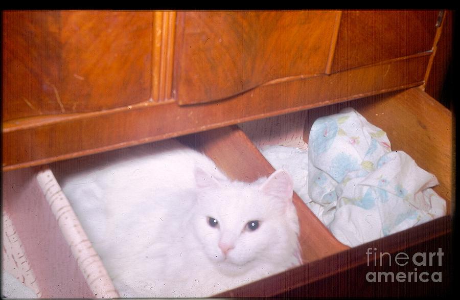 Cat Named Cotton Photograph by Donna Mibus