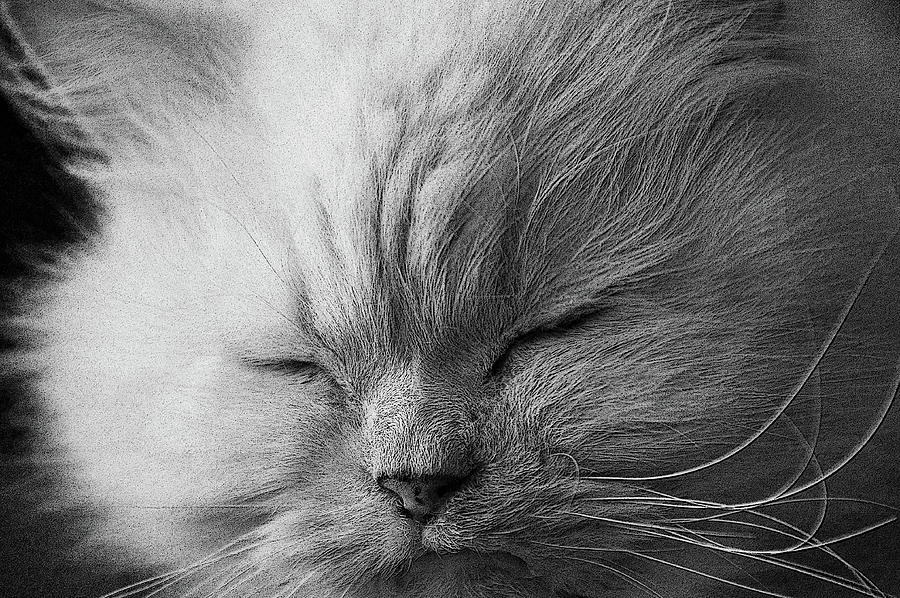 Cat Nap Photograph by Cathy Kovarik