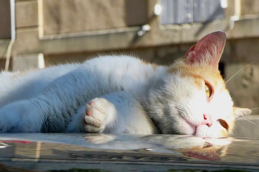 Cat Naps Photograph by Lynn Hunt
