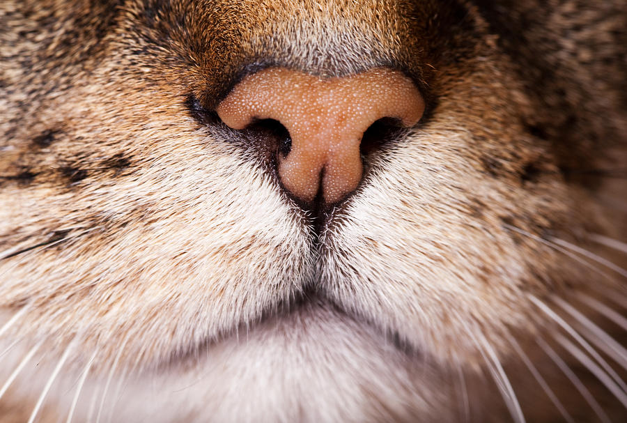 Cat Nose Photograph by Sdominick