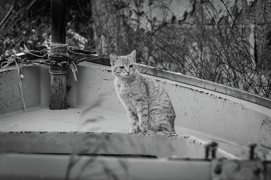 cat of Terrasini Photograph by Marie Schleich