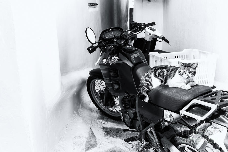 Cat on a Motorcycle in Mykonos Photograph by John Rizzuto