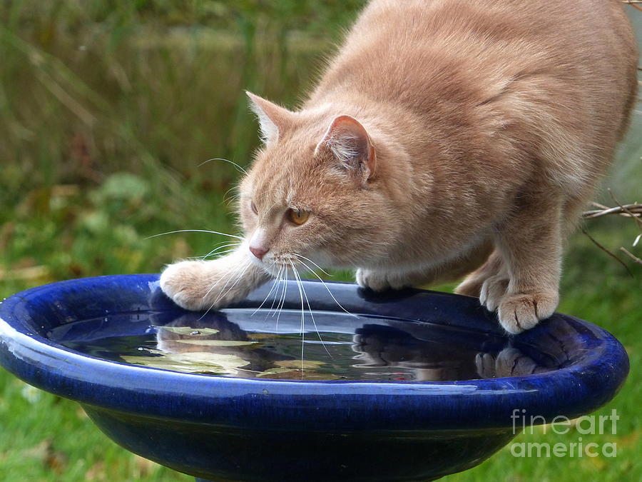 A thirsty cat at bird bath  Photograph by Phil Banks