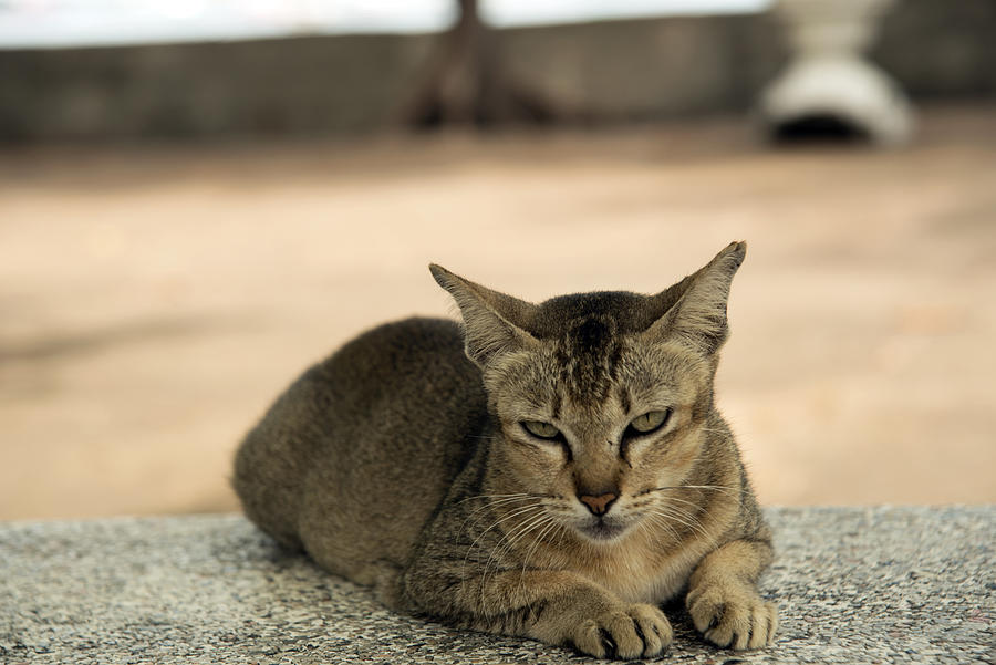 Cat  on concrete Photograph by PCbang