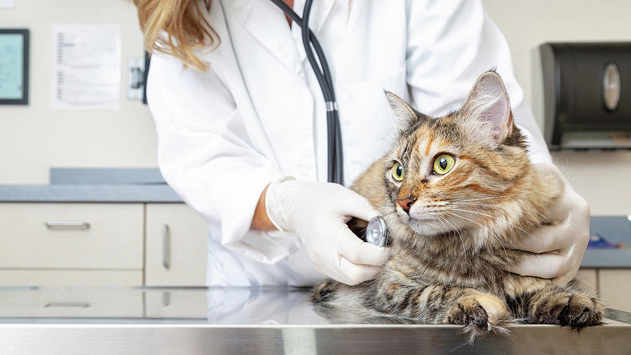 Cat Photograph - Cat on Exam Table With Veterinarian by Good Focused
