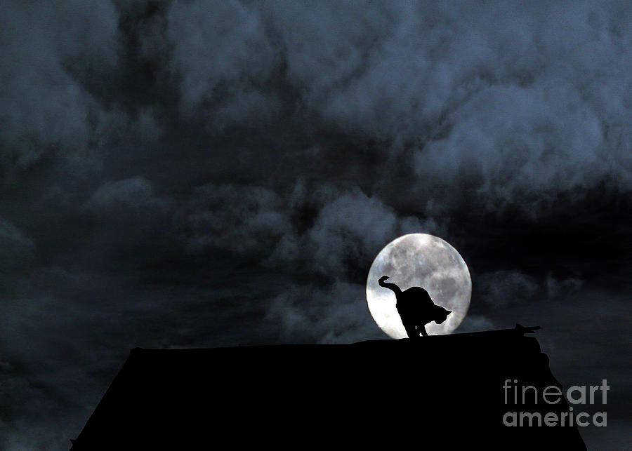 Cat on Roof with Moon Halloween Photograph by Stephanie Laird