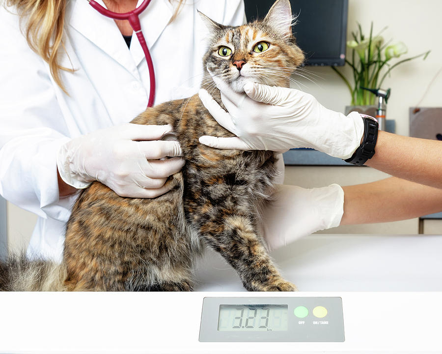 Cat Photograph - Cat on Scale at Veterinary Office by Good Focused