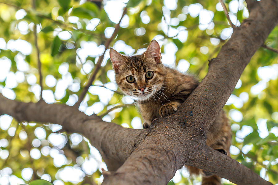 Cat on the tree Photograph by Recebin