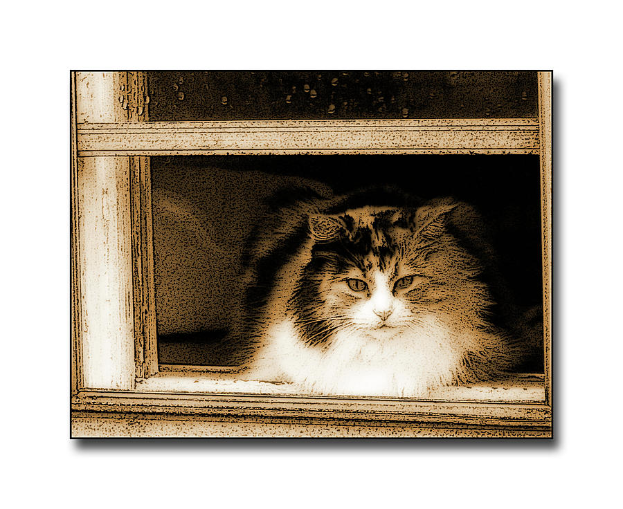 Cat On Window Digital Art